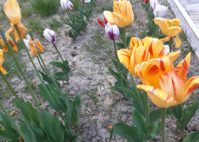 Cascina Nuova Bed & Breakfast